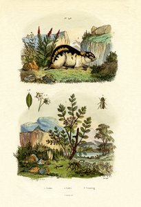 Vild rosmarin, 1833-39 af French School